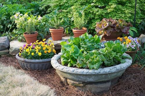 Different types of gardens
Container Gardens