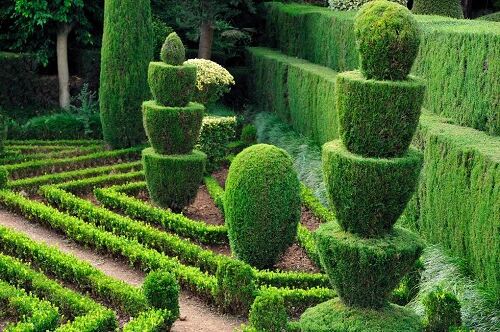 Decorative hedge