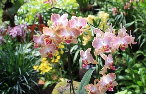 Different types of gardens
Orchid gardens
